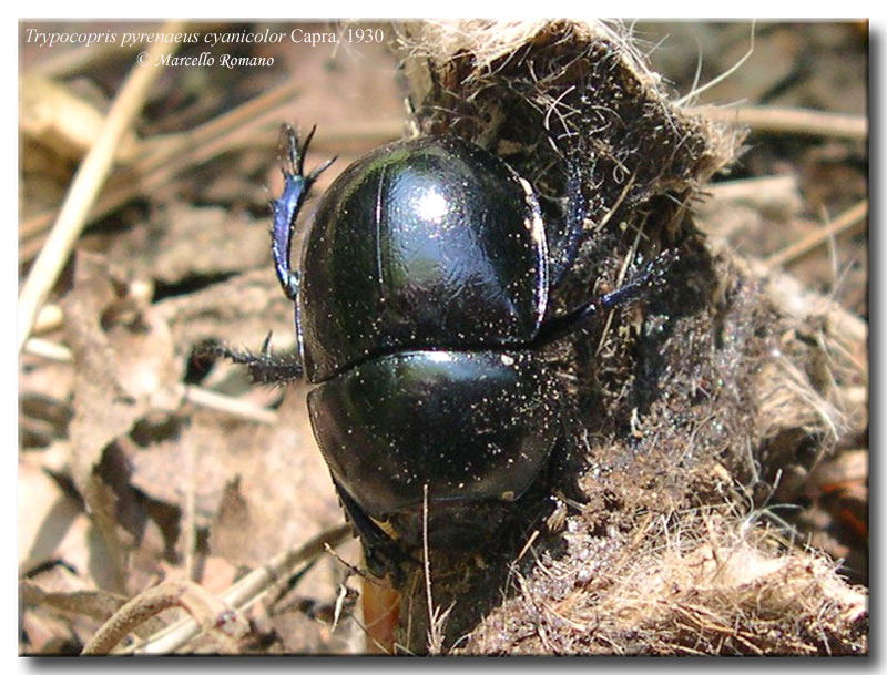 Non c'' due (Geotrupidae) senza tre: Trypocopris pyraeneus